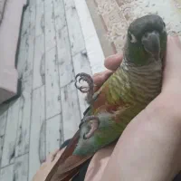 بسیار دستی. سخنگو. بازیگوش
