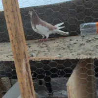 کبوتر|پرنده|شیراز, گچی|دیوار