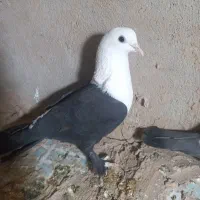 یک جفت کله سفید|پرنده|شهرآباد, |دیوار