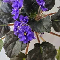 بنفشه آفریقایی غول پیکر