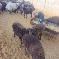 بره نر|حیوانات مزرعه|اسفرورین, |دیوار