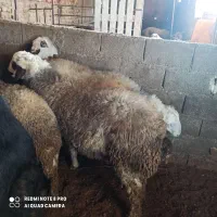 چهارراس نربره آس چاق خمیرجوخورده|حیوانات مزرعه|آزادشهر, |دیوار