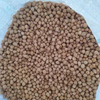 نخود بذری درجه یک