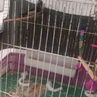 چاقو شکار خوش دست 30سانتی|کوهنوردی و کمپینگ|قزوین, |دیوار