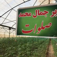 فروش زمین و گلخانه|فروش دفتر صنعتی، کشاورزی، تجاری|بوشهر, |دیوار