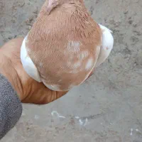 کبوتر ماده