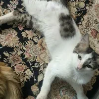 یک  بچه گربه رایگان واگذار میشه