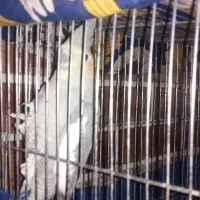 چندعدد پرنده به فروش میرسد|پرنده|لاران, |دیوار