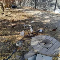 مرغ و خروس نیمچه