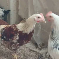 مرغ|حیوانات مزرعه|تاکستان, |دیوار