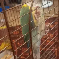 طوطی گرینچیک ماده