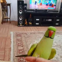 ملنگو نر سخنگو ترک زبان  رخ در رخ فول اهلی حلقه پا