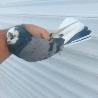 کفتر کبوتر گرفتنی طلا بدرد بخور