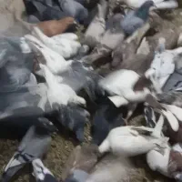 پلاکی، دورگ|پرنده|مبارکه, |دیوار