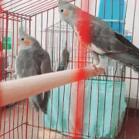 دو عدد عروس هلندی سینامون