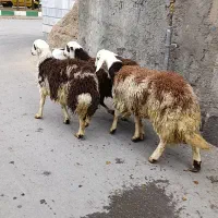 شیشک پلنگی بره قوچ بره ماده|حیوانات مزرعه|بروجرد, |دیوار