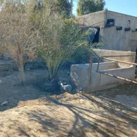 دامداری-شهرک-لبن