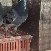 گمشده