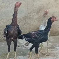 حیوانات خانگی