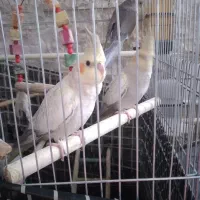 عروس هلندی