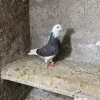 کبوتر|پرنده|علی‌آباد کتول, |دیوار