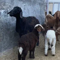 فروش گوسفند،بز و کهره
