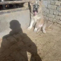 سگ گمشده ، یابنده مژدگانی خیلی خوب داره
