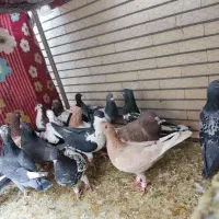 پلاکی،رنگی،دورگ|پرنده|لنجان, |دیوار