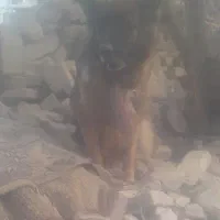 ژرمن شپرت اصلی|سگ|سبزوار, قاضی زاد|دیوار