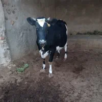 گاو ابست|حیوانات مزرعه|هیرمند, |دیوار