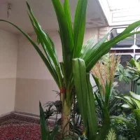 دو عدد گل عنکبوتی یا موزی|گل و گیاه طبیعی|پیر بکران, |دیوار