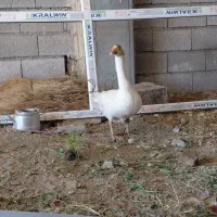 غاز