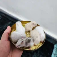 بچه همستر سوری موبلند