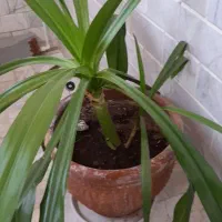 گل وگلدون|گل و گیاه طبیعی|رفسنجان, |دیوار