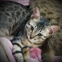 گربه اهلی و خانگی