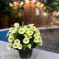 تسبیح شاه مقصود گم کردم با یک آویز پنج نگین