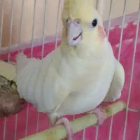 عروس هلندی ماده|پرنده|مشهد, فدک|دیوار