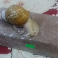 حلزون|لوازم جانبی حیوانات|زرند, |دیوار