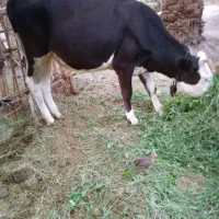 گوساله