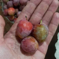 لواشک سنتی خودم پز|خوردنی و آشامیدنی|ماکو, |دیوار