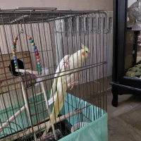 یک جفت عروس هلندی مولد نر و ماده با تخم|پرنده|تهران, امیریه|دیوار