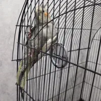 عروس هلندی مولد|پرنده|ری, ملک‌آباد|دیوار