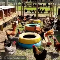 خروس محلی و مرغ تخم گذار|حیوانات مزرعه|خنج, |دیوار