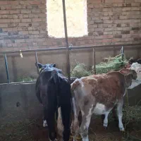 دوراس گوساله ماده