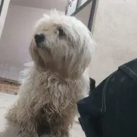 سک خانگ ترید