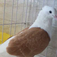 دوکت زرد|پرنده|اندیمشک, |دیوار