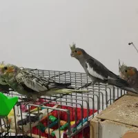 ۶ عدد عروس هلندی|پرنده|تنکابن, |دیوار