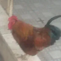 مرغ سیاه گمشده