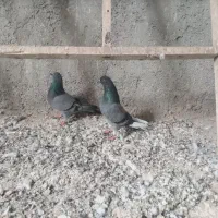 یه جفت سبز سهره وسهره قناری معاوضه با سگ پژدر