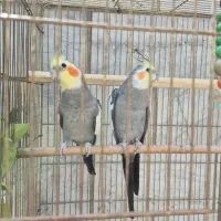 ۲ عدد عروس هلندی سینامون به همراه یک عدد مرغ عشق